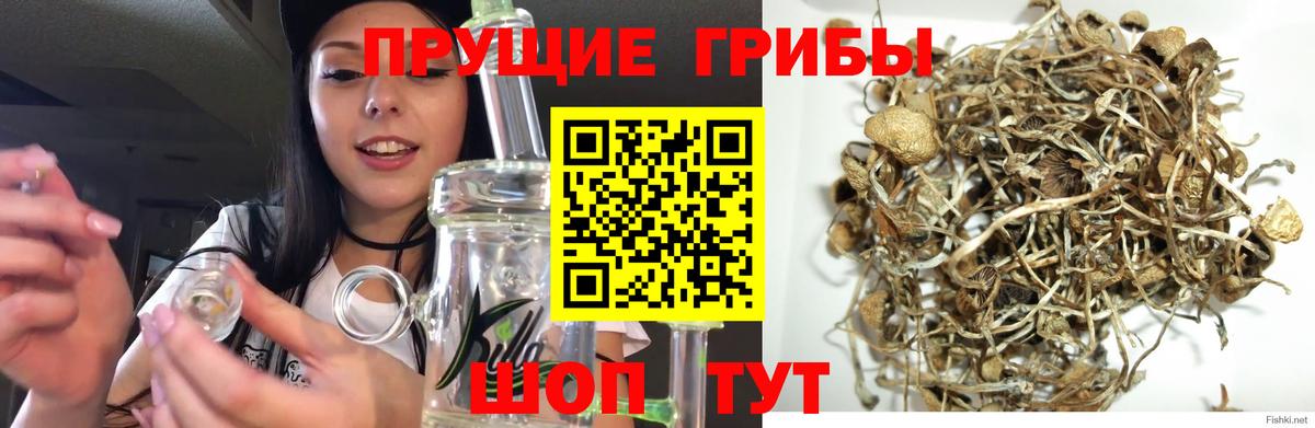 цены   Вход с VPN  Нефтеюганск  Псилоцибиновые грибы мицелий 